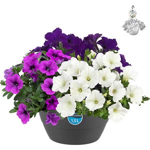 Afbeelding van Hp27 mono.mix Petunia Dekko mix1